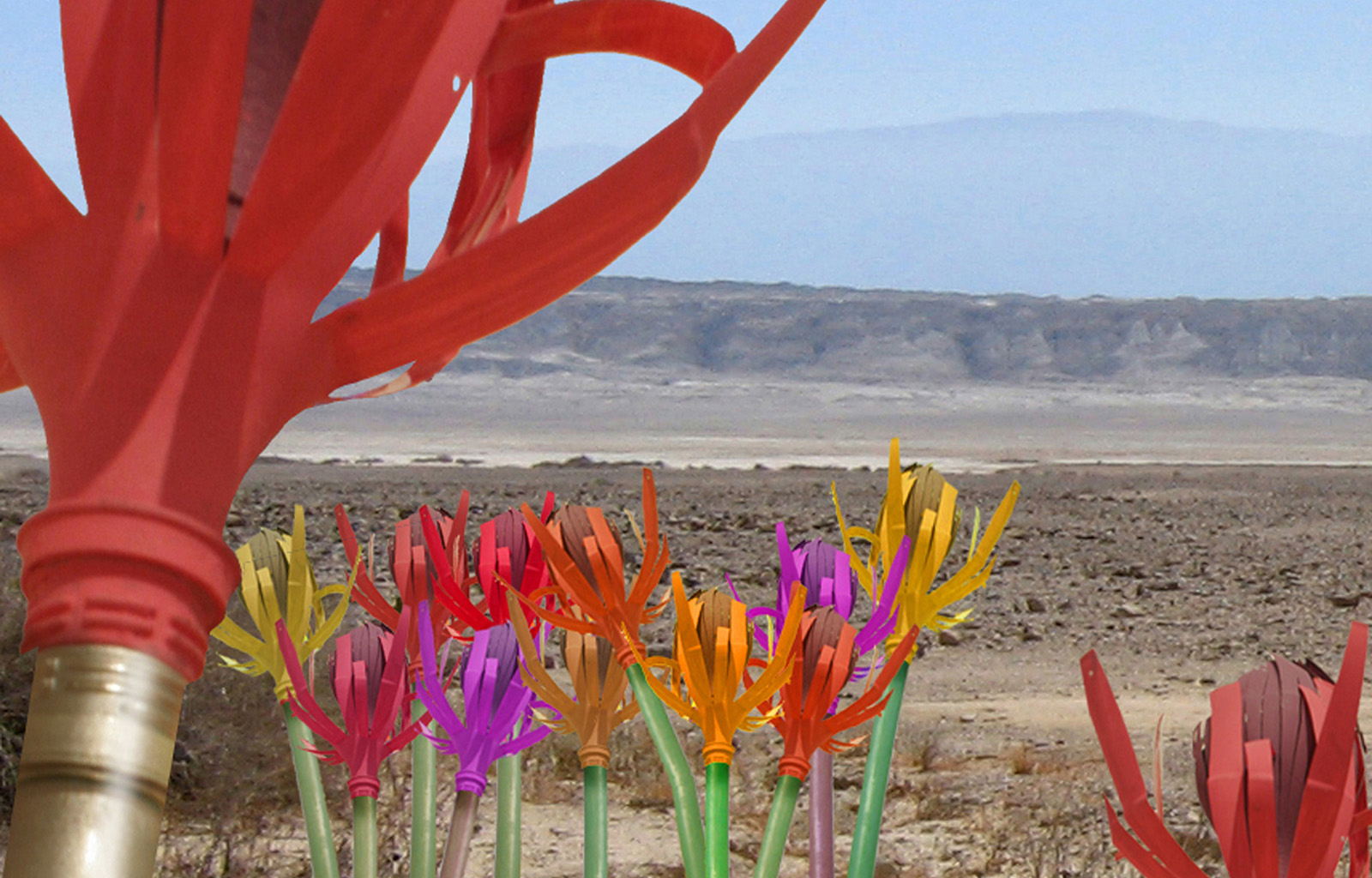 Desert Flower